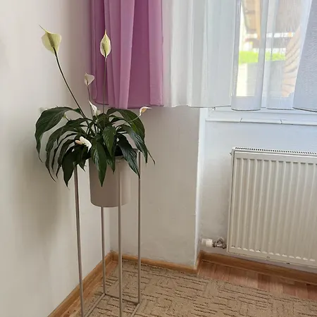 Domcek Matiyas No Parties Allowed Тренчин