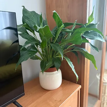 Domcek Matiyas No Parties Allowed *